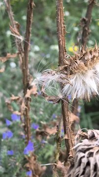 Close-up of dried thistle seed heads with fluffy white seeds in a natural meadow. Detailed shots of mature plant pods releasing pappus in autumn.