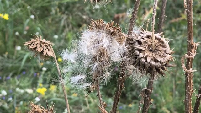 Close-up of dried thistle seed heads with fluffy white seeds in a natural meadow. Detailed shots of mature plant pods releasing pappus in autumn.