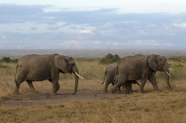 Fototapeta premium Elephant d'Afrique,