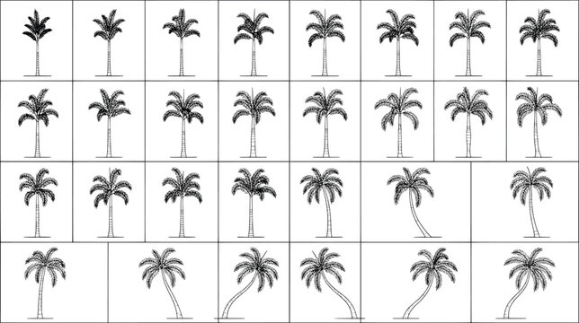 Collection of hand drawn palm trees with different shapes and curves, isolated on white background