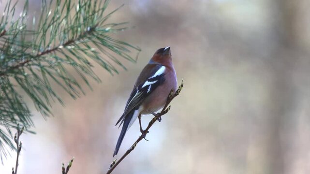 A male common chaffinch (Fringilla coelebs) rain-calling while perched on a thin branch in a spring forest. Real-time wildlife video with copy space.