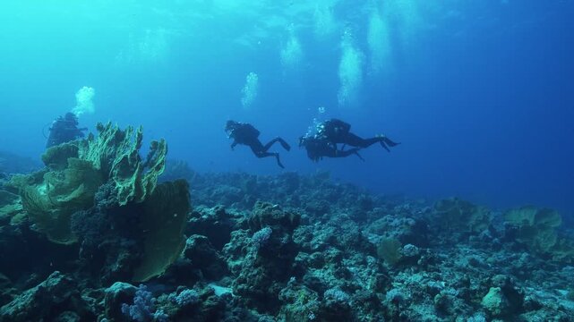Group of scuba divers swimming over vibrant coral reef in deep blue ocean water.