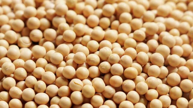 Close-up of raw yellow soybeans in bulk pile for food ingredient and agricultural product photography