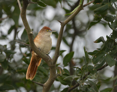 Espinero