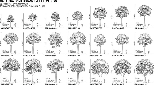 Mahogany tree cad library elevations with height and width dimensions
