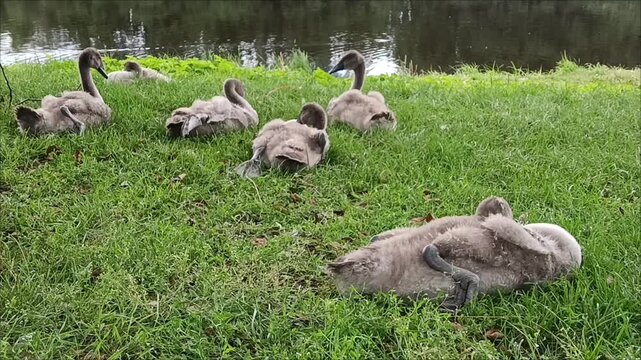 Family of ducks. Young cygnets lying and resting on green grass near pond water.