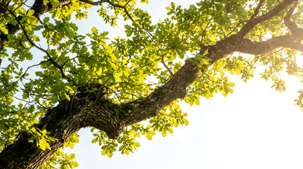 Fototapeta premium Sunlit oak tree branches spreading against clear bright summer sky with sunlight