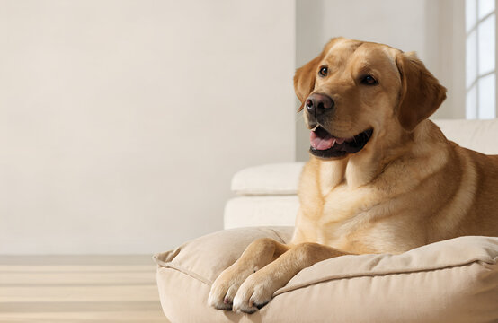 Premium commercial pet advertising banner, happy Labrador Retriever lying comfortably on a soft modern pet bed positioned on the right side of the frame, large clean empty space on the left for text a