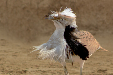 Houbara in the Cholistan Desert  © Shahab