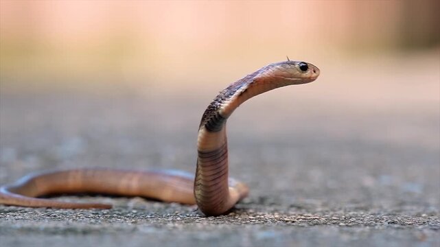 A young monocled cobra snake in defensive posture on asphalt ground.