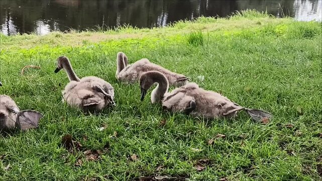 Flock of young cygnets resting and preening on green grass near pond.