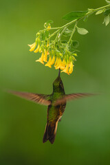 Fototapeta premium Fawn-breasted brilliant hovers drinking underneath yellow flower