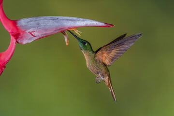 Fototapeta premium Fawn-breasted brilliant hovers feeding beneath heliconia flower