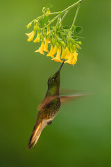 Fototapeta premium Fawn-breasted brilliant hovers feeding beneath yellow flower