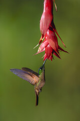 Obraz premium Fawn-breasted brilliant lifts wings below red flower
