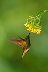 Obraz premium Fawn-breasted brilliant hovers underneath yellow flower drinking