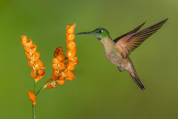 Obraz premium Fawn-breasted brilliant lifts wings by orange flower