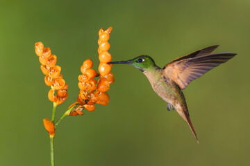 Obraz premium Fawn-breasted brilliant lifts wings drinking from flowers