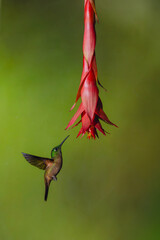 Obraz premium Fawn-breasted brilliant lifts wings under red flower