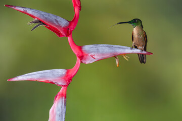 Obraz premium Fawn-breasted brilliant on heliconia sticks tongue out