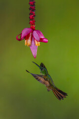 Obraz premium Fawn-breasted brilliant spreads wings under banana flower