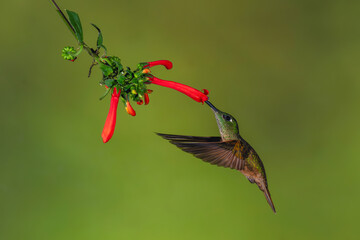 Obraz premium Female fawn-breasted brilliant feeds from Cape fuchsia