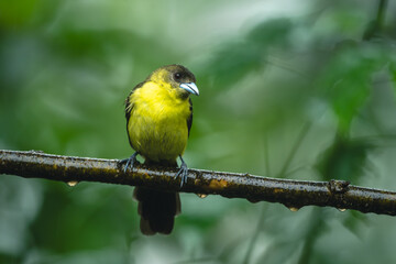 Obraz premium Female lemon-rumped tanager cocks head on branch