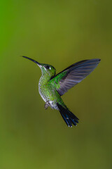 Obraz premium Female green-crowned brilliant hovers sticking tongue out