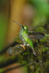 Obraz premium Female purple-bibbed whitetip looks up on branch
