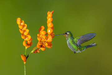 Obraz premium Female purple-bibbed whitetip hovers near orange flower