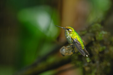 Obraz premium Female purple-bibbed whitetip on branch in rain