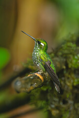 Obraz premium Female purple-bibbed whitetip on branch lifts beak