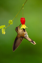 Obraz premium Female speckled hummingbird hangs drinking from flower