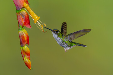 Obraz premium Female white-booted racket-tail hovers near red-and-yellow flower