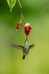 Obraz premium Female white-booted racket-tail hovers drinking under flower