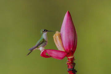 Obraz premium Female white-booted racket-tail perches on banana flower