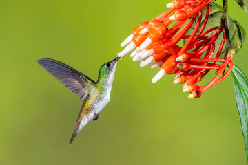 Obraz premium Female white-booted racket-tail hovers drinking from flowers