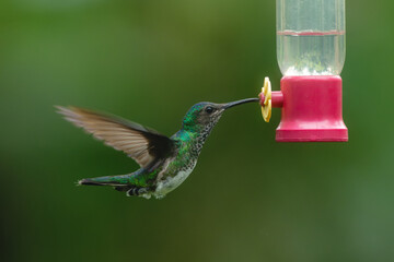 Obraz premium Female white-necked jacobin hovers at feeder drinking