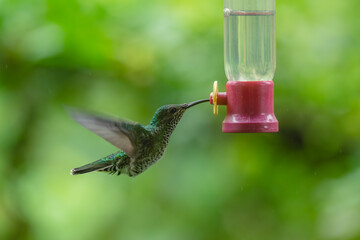 Obraz premium Female white-necked jacobin hovers drinking from feeder