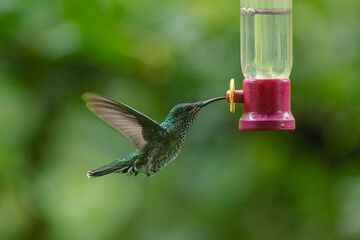 Obraz premium Female white-necked jacobin hovers by feeder drinking