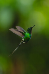 Obraz premium Green thorntail hovers against green bokeh background