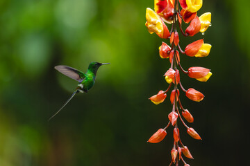 Obraz premium Green thorntail in profile approaches Mysore trumpetvine