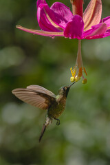 Obraz premium Green-crowned brilliant hovers drinking from pink flower