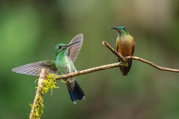 Obraz premium Green-crowned brilliant joins fawn-breasted brilliant on branch