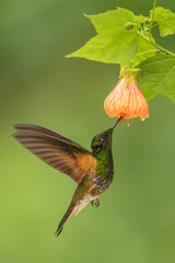 Obraz premium Male buff-tailed coronet hovers drinking from flower