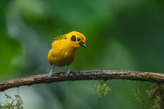 Golden tanager watches camera from wet branch
