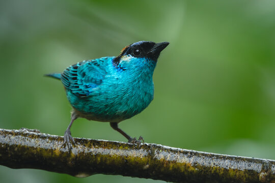 Golden-naped tanager watches camera on wet branch