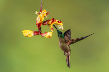 Obraz premium Male fawn-breasted brilliant drinks from Mysore trumpetvine