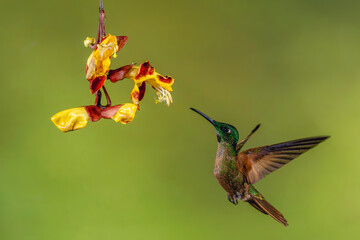 Obraz premium Male fawn-breasted brilliant drinking from Mysore trumpetvine