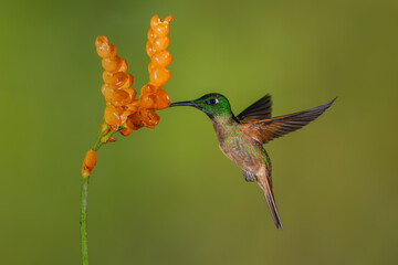 Obraz premium Male fawn-breasted brilliant drinks from orange flowers